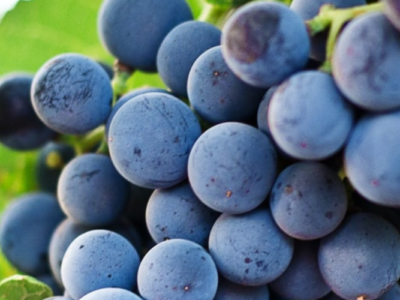 grappolo di uva nera
