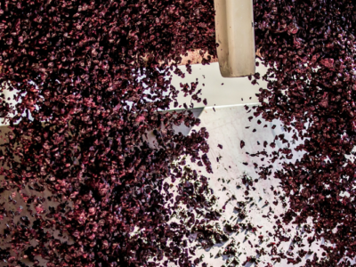 vendemmia rosso