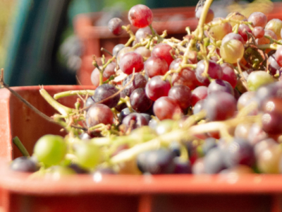 lieviti e attivanti vino come attivare la fermentazione