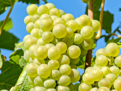grappolo d'uva per vendemmia