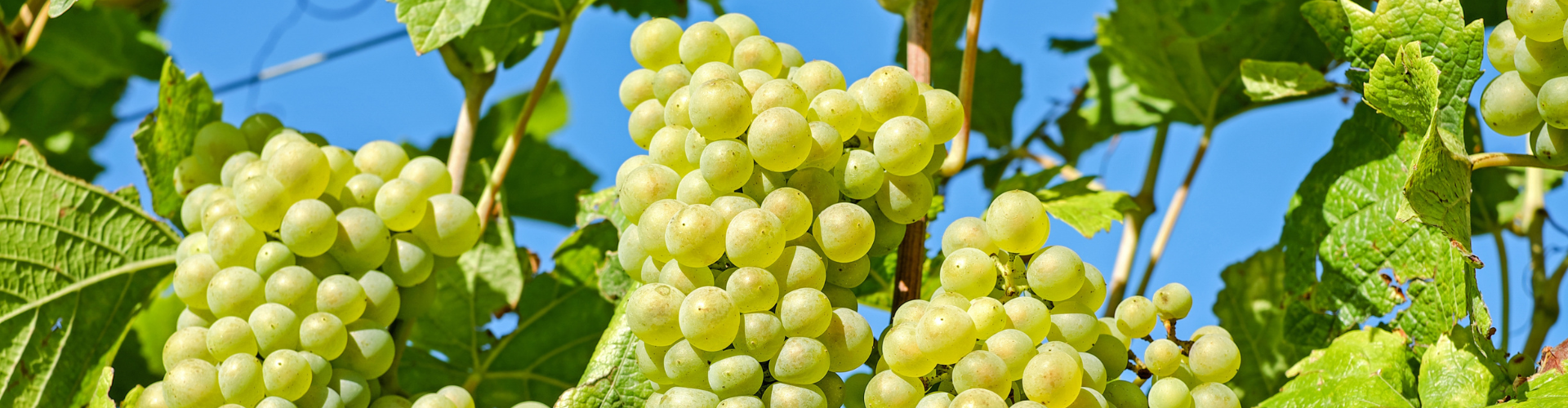 grappolo d'uva per vendemmia