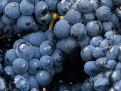 acini uva ph vino